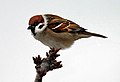 Mezei veréb (Passer montanus)