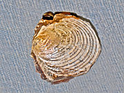 Inoceramus proximus