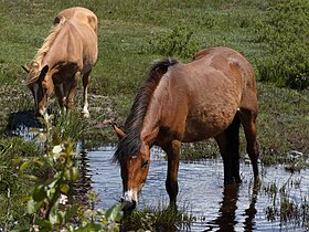 Poneys évoluant librement dans le parc national New Forest