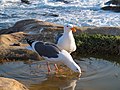 A pair at Point Lobos