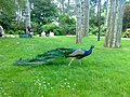 A peacock in the Parc Floral de Paris.