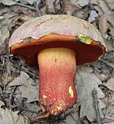 Rubroboletus rhodoxanthus, le Bolet rouge et jaune, toxique.