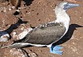 Image 35Blue-footed booby (from Galápagos Islands)