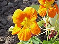 Fleur de la grande capucine (Tropaeolum majus)