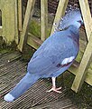 Victoria crowned pigeon at Bristol Zoo, Bristol, England