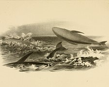 Černobílá ilustrace skupinky keporkaků na moři, jeden z nich vyskakuje nad hladinu