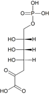 Chemical structure of 3-deoxy-D-arabino-heptulosonic acid 7-phosphate (DAHP).