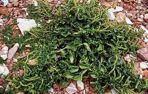 Strandbede (B. vulgaris subsp. maritima)