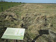 Salzwiese vor dem Seedeich von Cäciliengroden