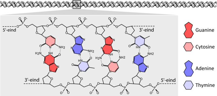 Een klein deel van een DNA-molecuul. De DNA-helix (bovenaan) bestaat uit twee ketens van desoxyribosefosfaat, waaraan vier soorten nucleobasen vastzitten. De nucleotiden van beide ketens vormen waterstofbruggen met elkaar.