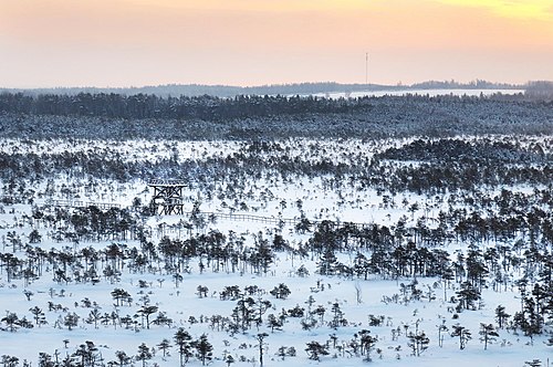 Vaade kuumaõhupallilt Männikjärve raba vaatetornile Endla looduskaitsealal