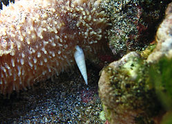 Eulimids on a juvenile sea cucumber holothuria verrucosa.