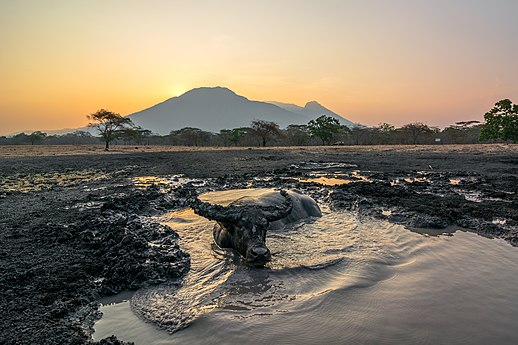 A water buffalo getting a nice soak in Baluran National Park, Indonesia. Photo by Candra Firmansyah