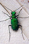 Cicindela sexguttata