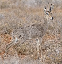 Antilope-chevreuil (Pelea capreolus).