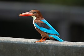 Halcyon smyrnensis - Singapore Botanic Gardens