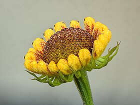 helenium 'El dorado'.