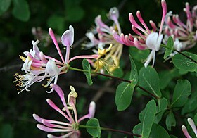 Lonicera etrusca