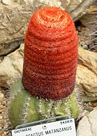 Cephalium of Melocactus matanzanus