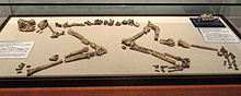 "Nacholapithecus kerioi" at the Kyoto University Museum