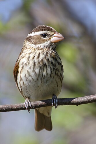 Самка красногрудого дубоносового кардинала (Pheucticus ludovicianus)