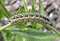 Large White caterpillar