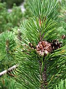 Pin à crochets, Pinus mugo.