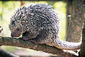 新世界ヤマアラシ（Prehensile-tailed porcupine）