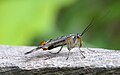 Panorpa communis scorpionfly]], by Richard Bartz