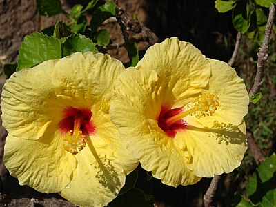 Hibiscus rosa-sinensis „Hula Girl“