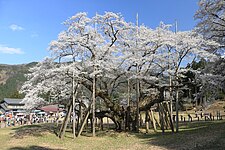 岐阜県本巣市・淡墨桜