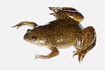 Thumbnail for African clawed frog