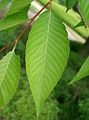 Zelkova serrata