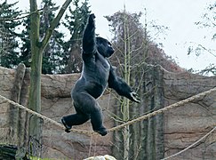 Silberrücken Kidogo bei seinem Seiltanz