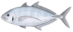 Description de l'image Barcheek trevally.png.