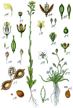 Description de l'image Brassicaceae spp Sturm30.jpg.