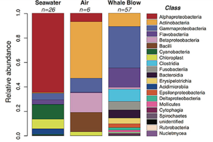Relative abundance of bacterial classes from whale blow, air and seawater samples.[121]