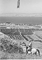 View of Ein-Gev from the East, 1947