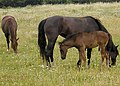 Horses grazing in a field