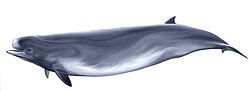ミナミトックリクジラ