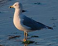 Ring-billed gull (Larus delawarensis) in Oakland