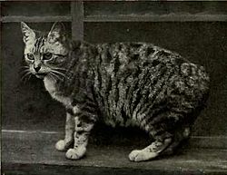 Manx tabby rumpy (queue absente).