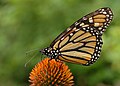 pl:Danaus plexippus