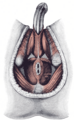 Spieren in het perineum van de man