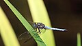 Orthetrum brun (mâle).