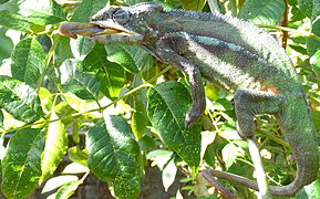 Panther Chameleon showing tongue at Peyrieras Reptile Reserve