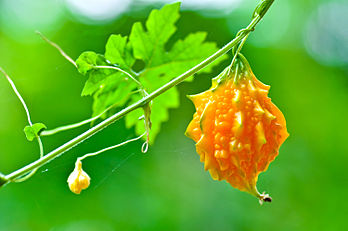 Une margose (Momordica charantia), cucurbitacée cultivée dans les pays chauds pour son fruit comestible bien que très amer. (définition réelle 3 000 × 1 993)