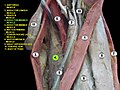 Adductor magnus muscle