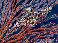 Harlequin ghost pipefish