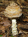 Amanita ceciliae